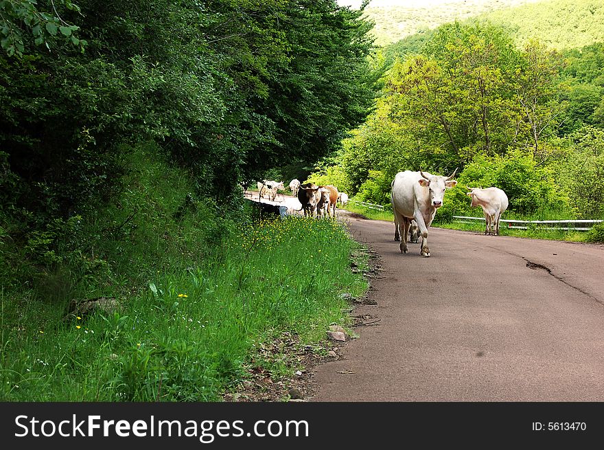 White cows, large view in mountain
