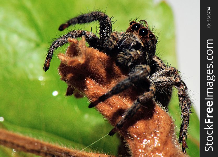 Spider shaggy with 4 eyes on  leaf green