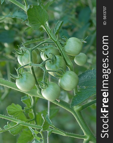 Green Tomatoes on the Vine in a Vegetable Garden