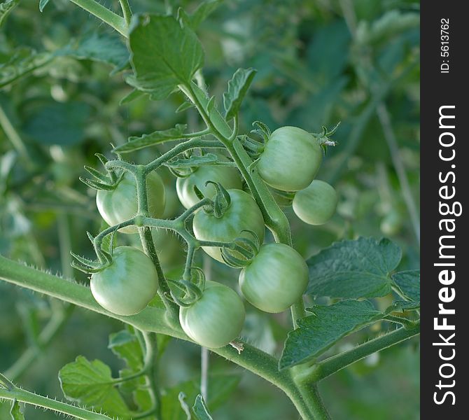 Green tomatoes on the vine in a vegetable garden