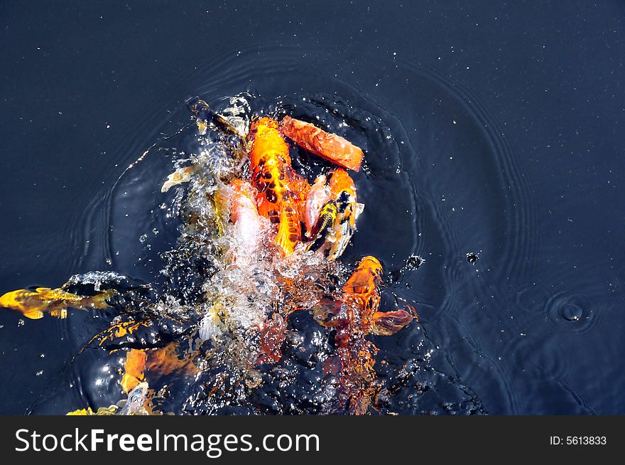 Feeding the koi fish with a piece of bread. the kois are playing with the bread and swimming like crazy. Feeding the koi fish with a piece of bread. the kois are playing with the bread and swimming like crazy.