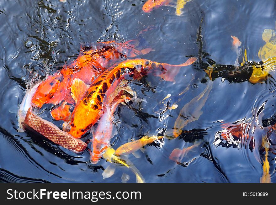 Feeding koi fish