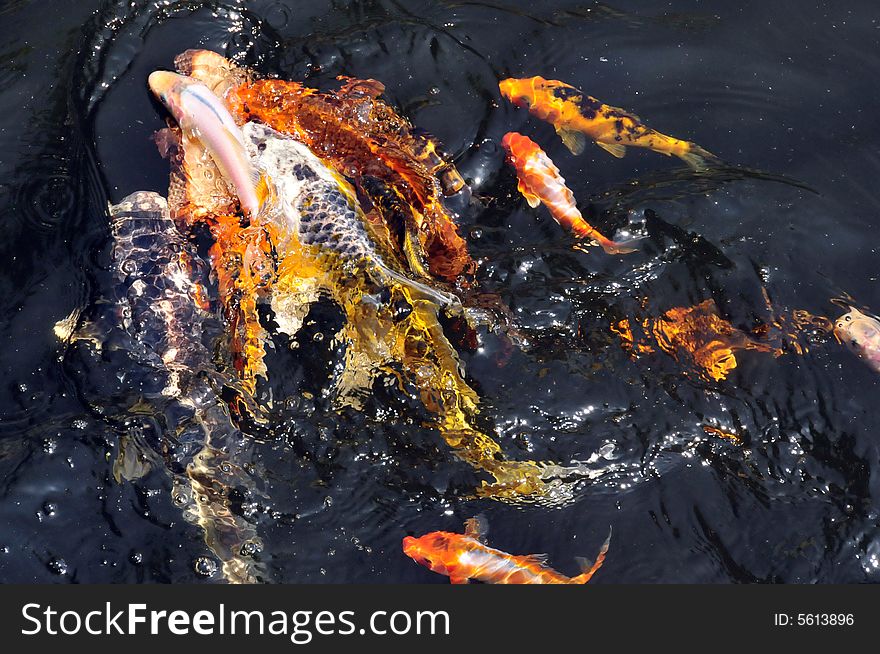 Feeding the koi fish with a piece of bread. the kois are playing with the bread and swimming like crazy. Feeding the koi fish with a piece of bread. the kois are playing with the bread and swimming like crazy.