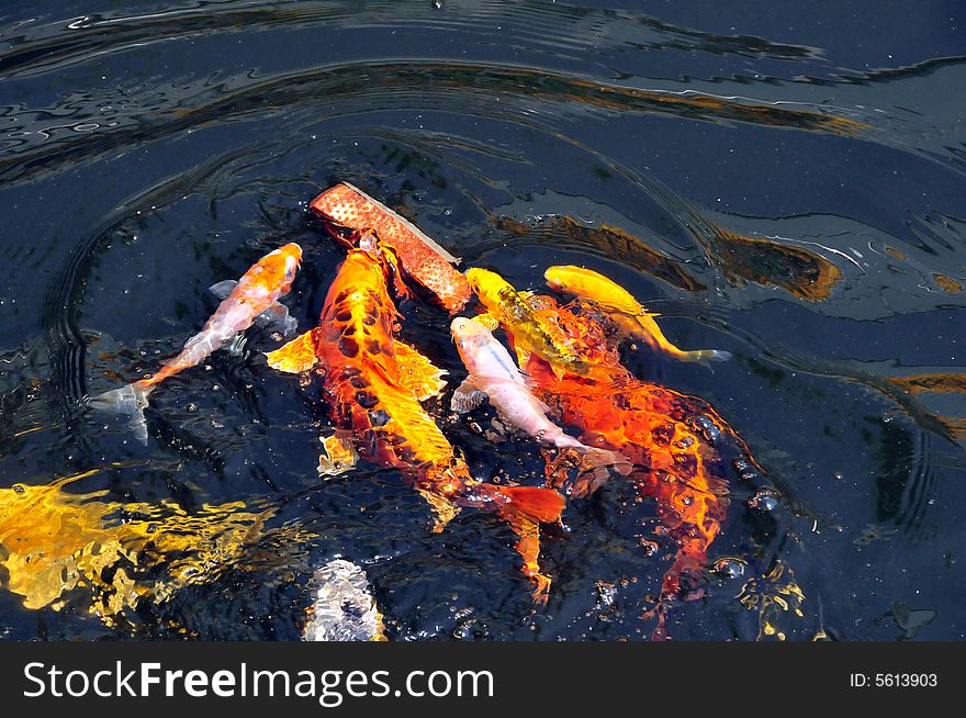 Feeding koi fish