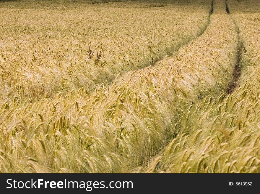Wheat Meadow