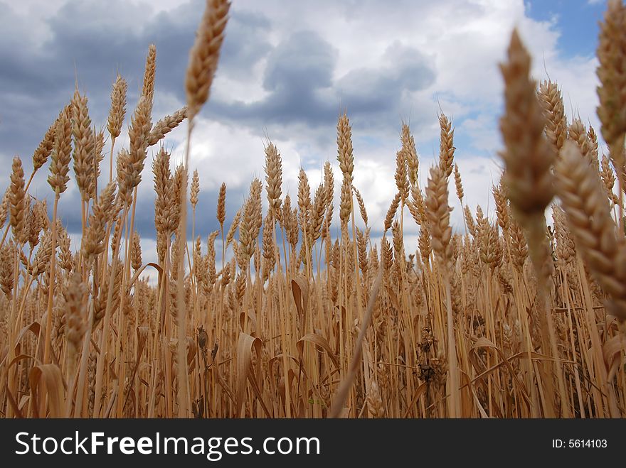 A background of a field of cropped wheat