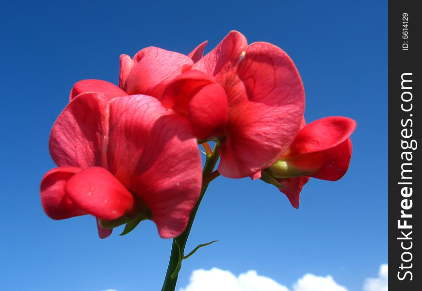 Flower on sky