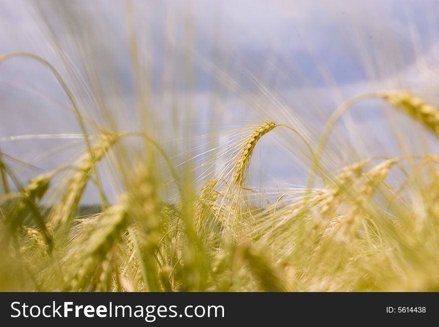 Wheat Meadow