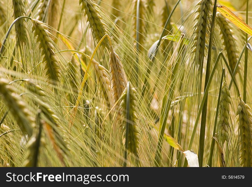 A wheat in summer day