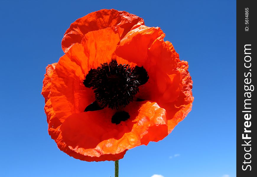 Flower on blue sky background. Flower on blue sky background