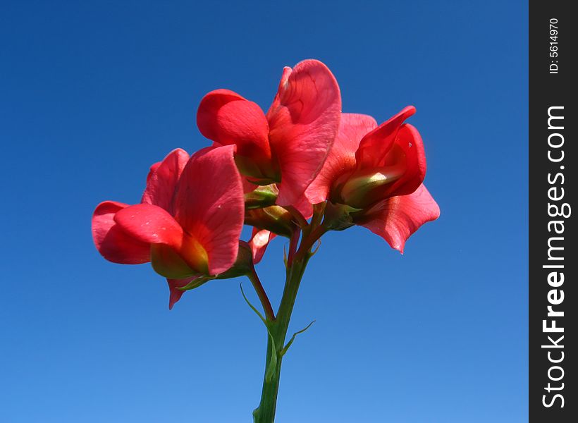 Flower on  blue sky background. Flower on  blue sky background