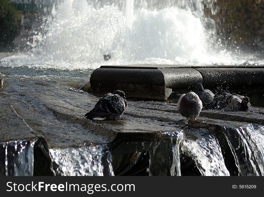 Fountain with a lot of water and pigeons bathing, Spain square,Madrid. Fountain with a lot of water and pigeons bathing, Spain square,Madrid