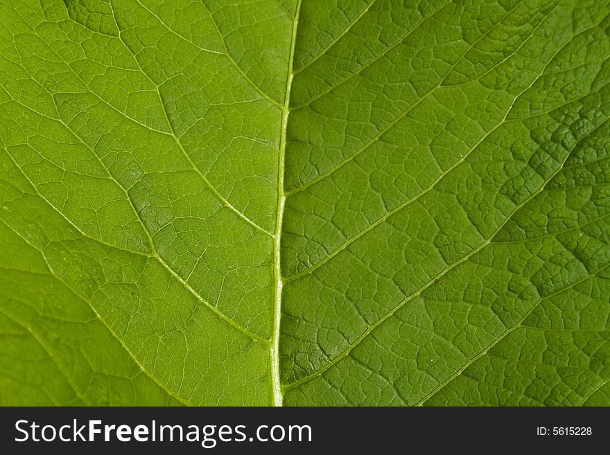 Macro Leaf