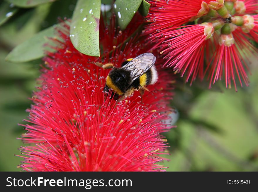 A bumblebee pollinates a red flower. A bumblebee pollinates a red flower