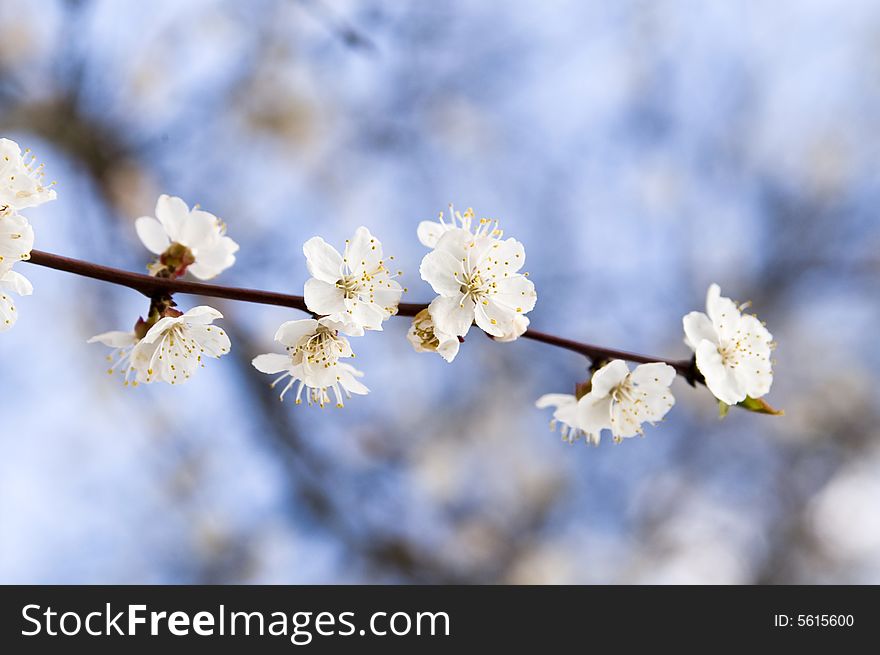 Cherry flowers against the blue sky