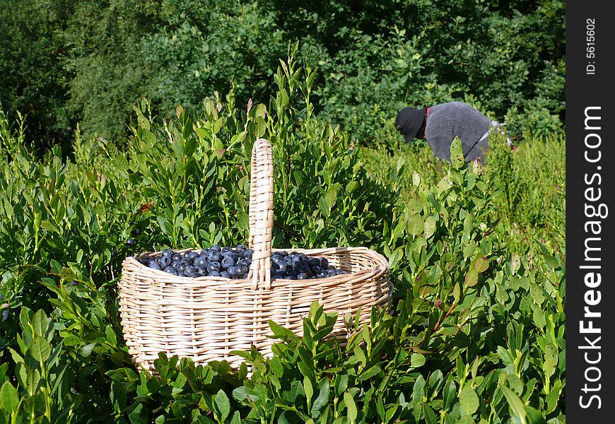 Berries Collect In The Summer