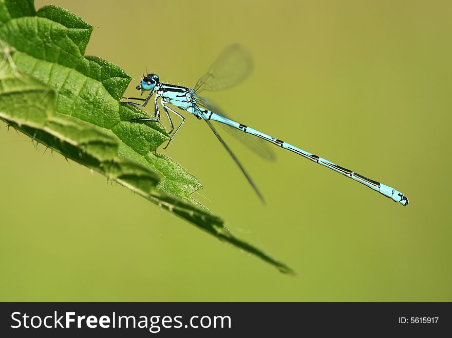 Macro of dragonfly Coenagrion puella