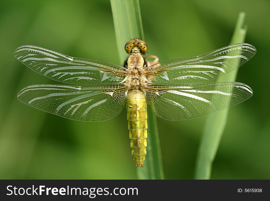 Close-up of dragonfly Libellula depressa
