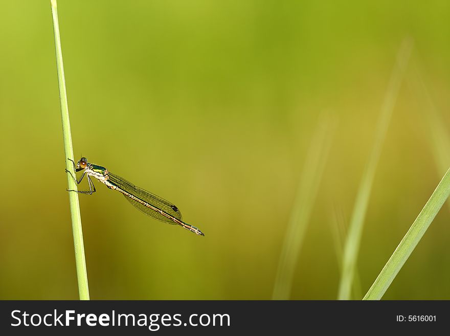 Female of dragonfly Lestes viridis