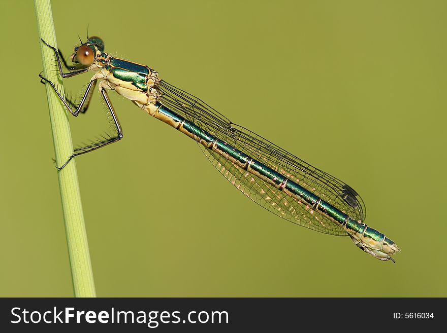 Close-up of dragonfly Lestes viridis