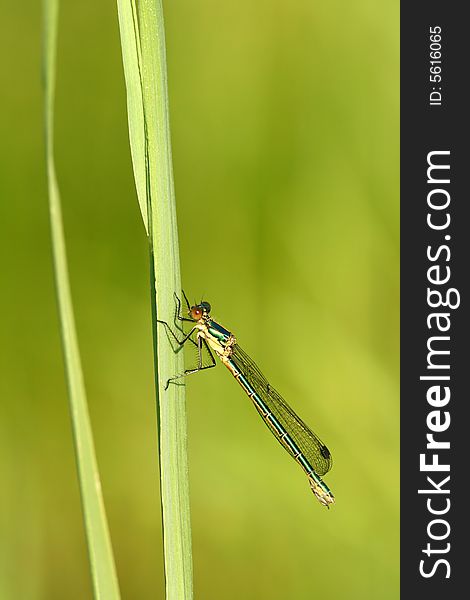 Female of dragonfly Lestes viridis