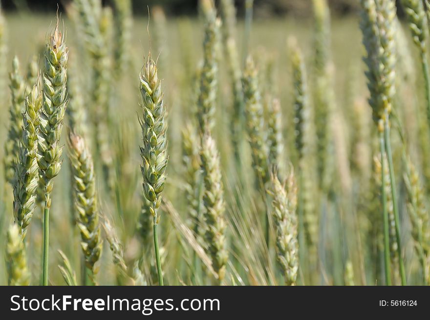 Green ears field shine by sun