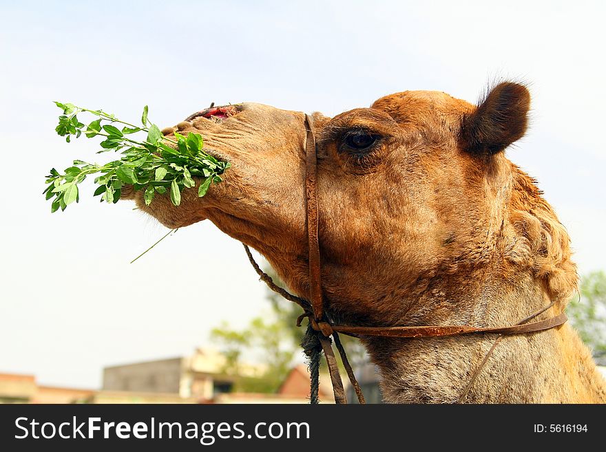 A decorated camel in desert. Part of a caravan in India. A decorated camel in desert. Part of a caravan in India.