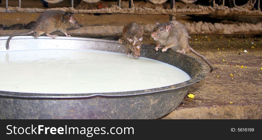 Three rats drinking milk in a temple in India. Three rats drinking milk in a temple in India.