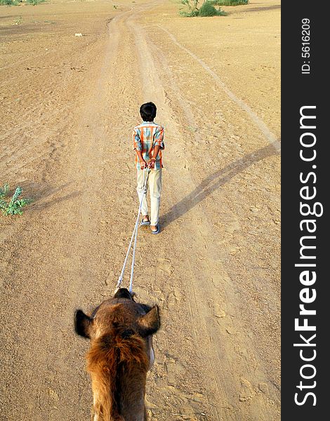 A young boy pulls a camel. Funny shot from on top of the camel. A young boy pulls a camel. Funny shot from on top of the camel.