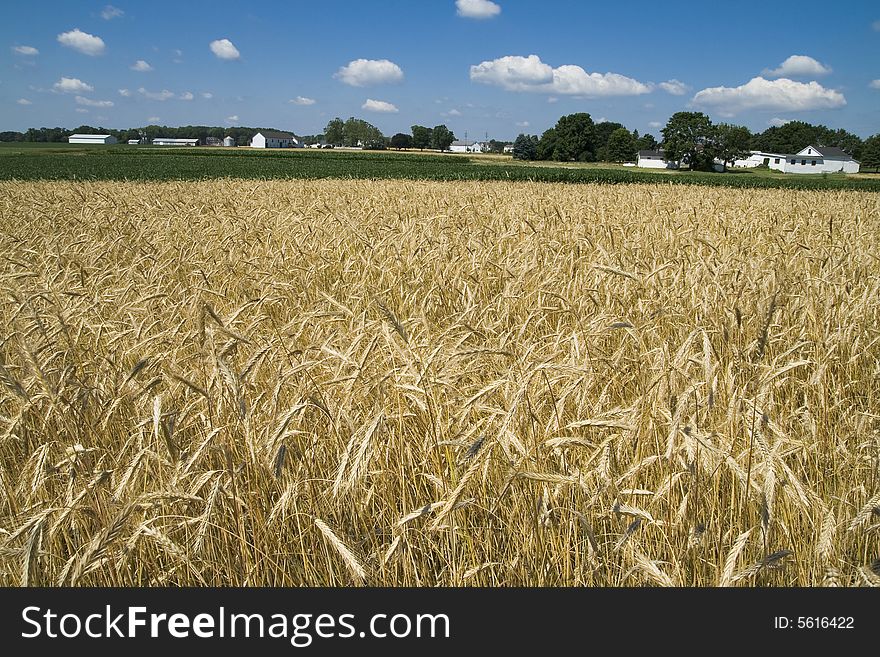 Wheat Field in a Farming Landscape