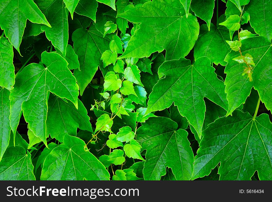 Grape Hedge with some newborn leaves