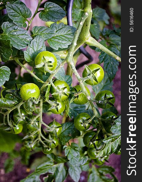 Branch of a unripe tomato bush