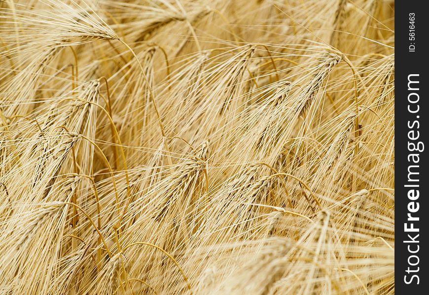 Background of summer wheat field. Background of summer wheat field