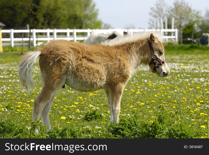 Young sweet horse in profile. Young sweet horse in profile