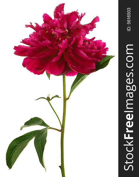 Beautiful red flower on a white background