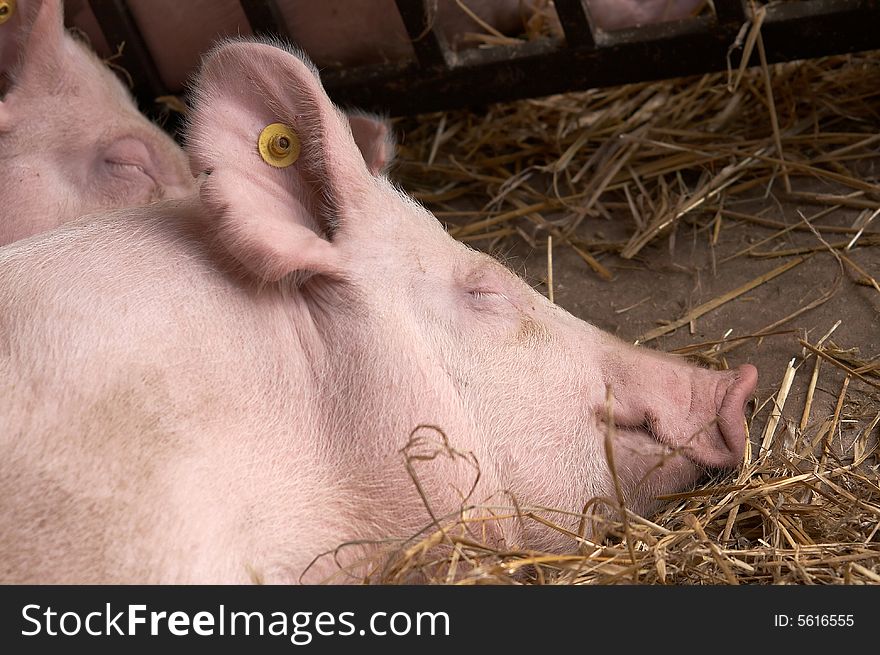 Two big farm pigs sleeping in hay