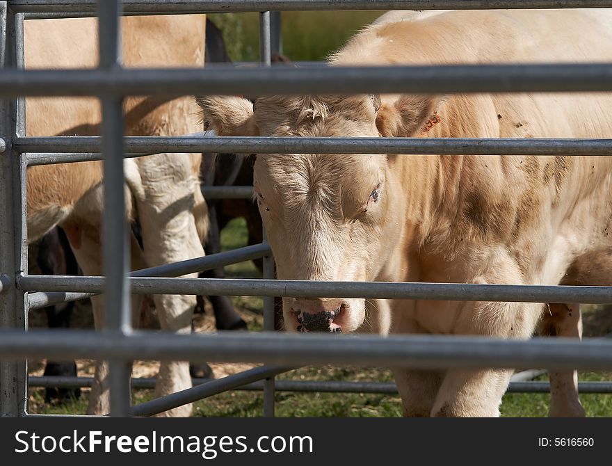 Portrait of a thoroughbred bull through bars