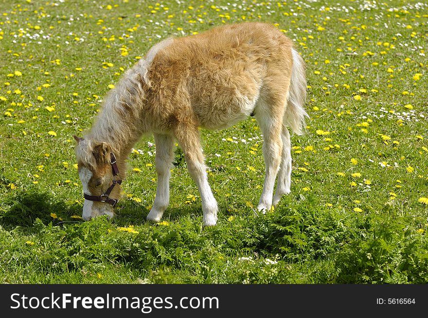 A sweet young horse is eating grass. A sweet young horse is eating grass