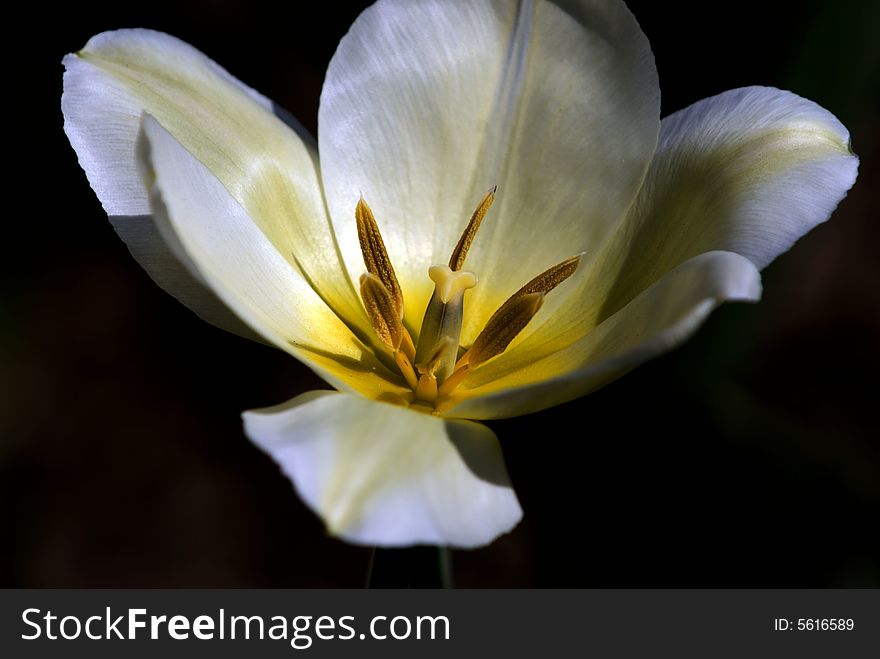 Flower On Black Background