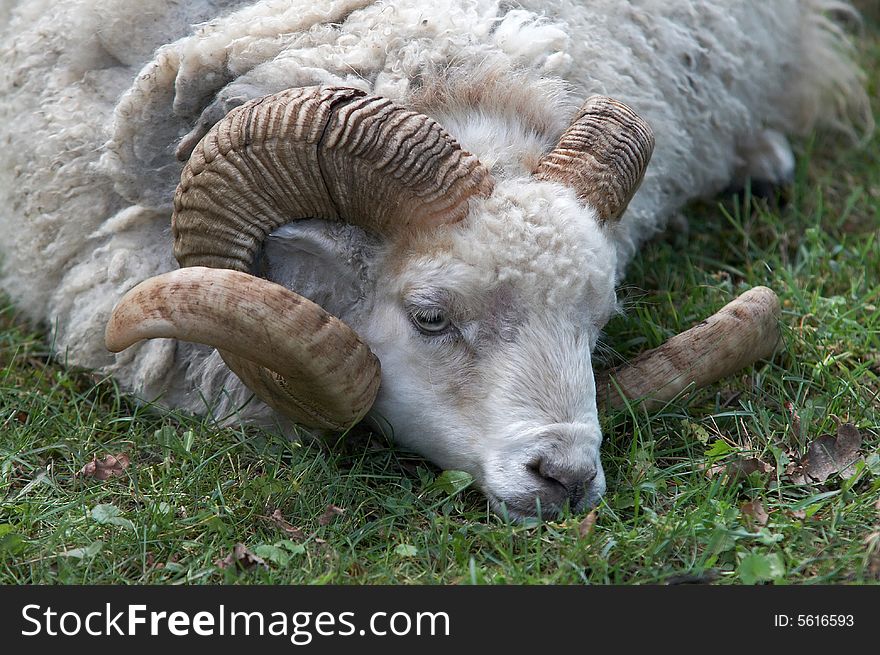 The wether portrait with big coiled horns
