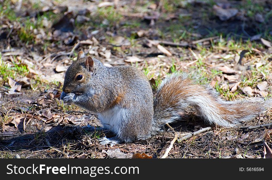 Squirrel On Ground