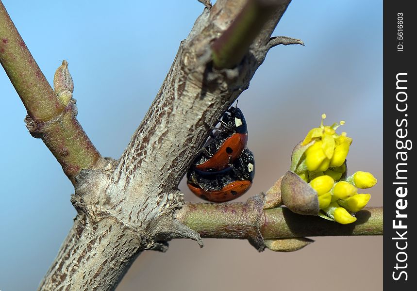 Two ladybirds mating on a branch