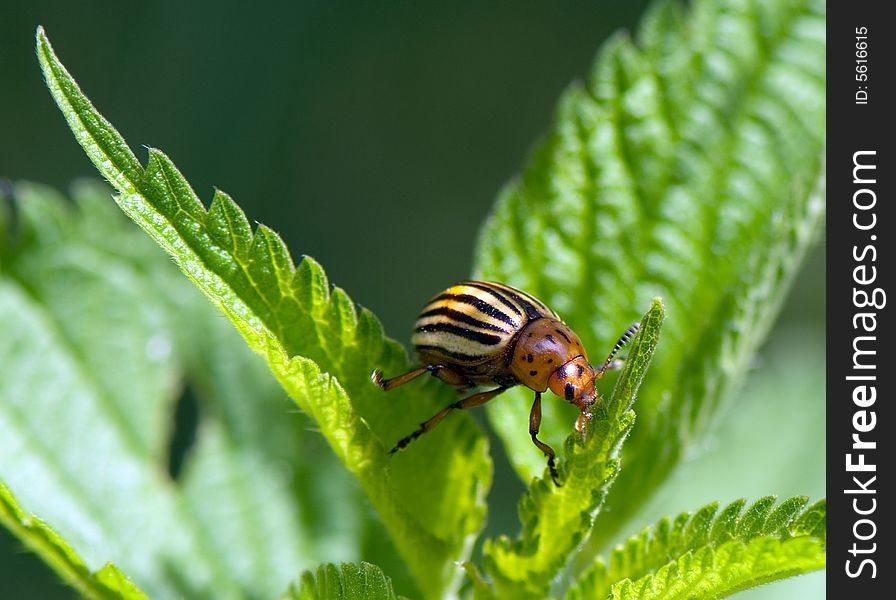 The Colorado beetle sits on green nettle