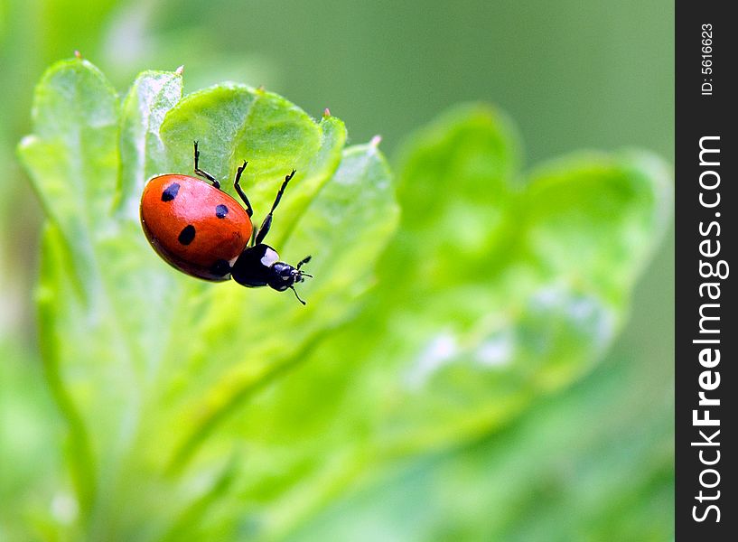 Ladybug Sitting On A Green Grass