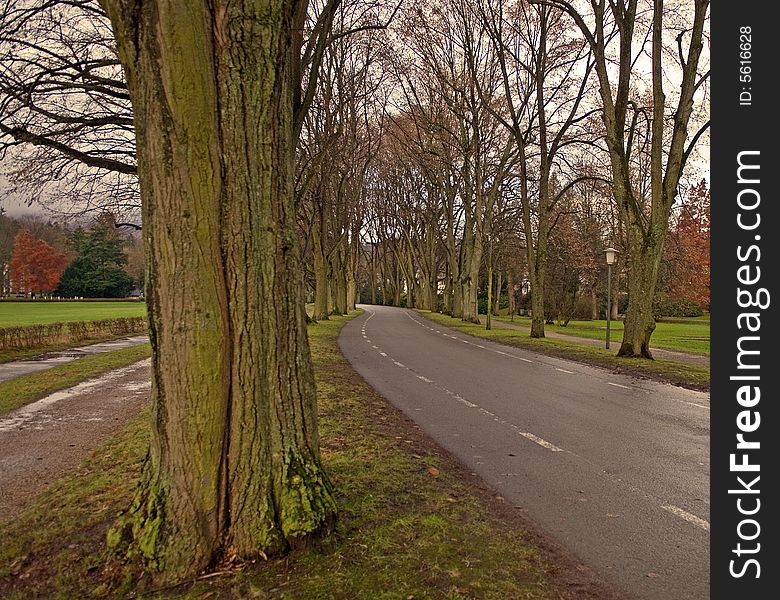 Maple alley along roads