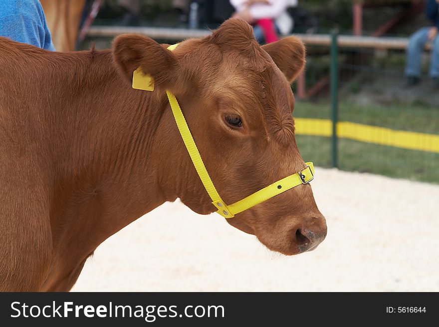 Portrait of the brown cow from estonia. Portrait of the brown cow from estonia