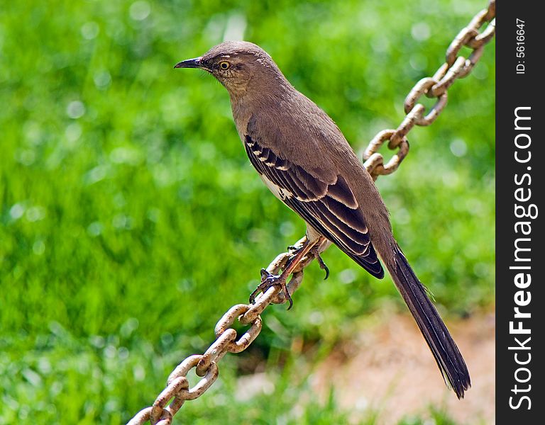 Portrait of birdie sitting on a chain on a green background