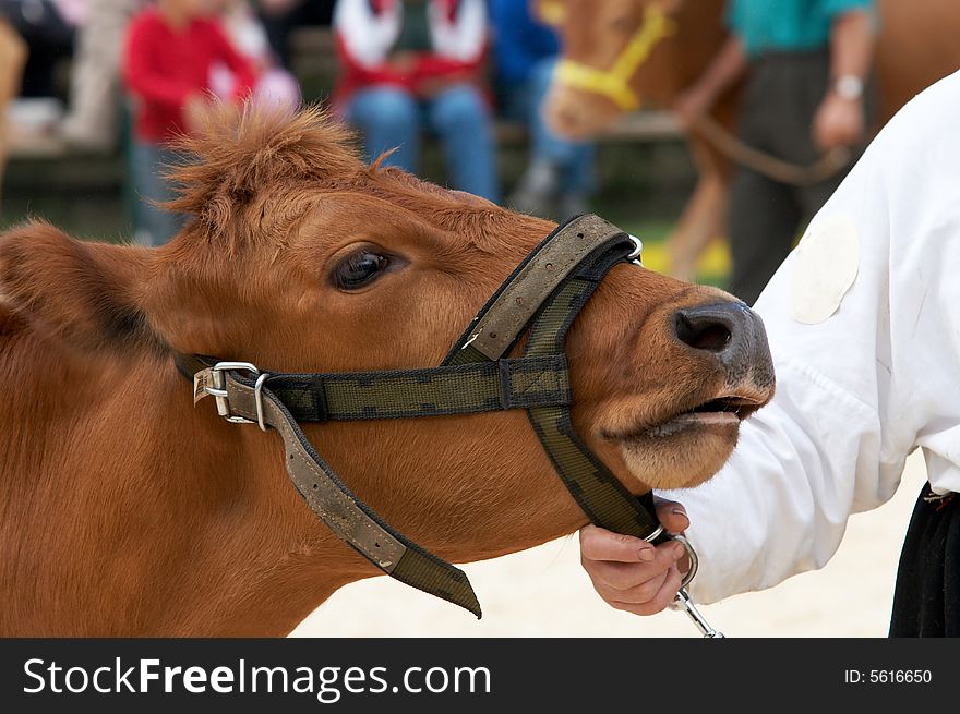 Portrait of the brown cow from estonia. Portrait of the brown cow from estonia