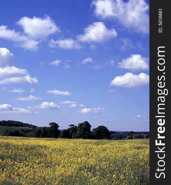 Field of Oil Seed ,spring, with white Cumulus Clouds,near Edinburgh,Scotland. Field of Oil Seed ,spring, with white Cumulus Clouds,near Edinburgh,Scotland.