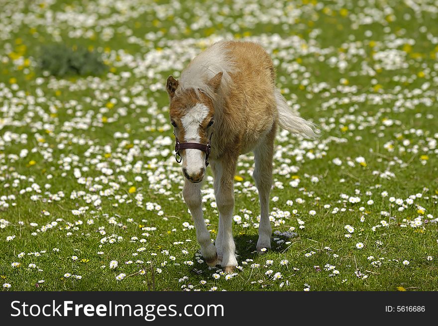 A sweet foal is resting on a green, white and yellow flower field